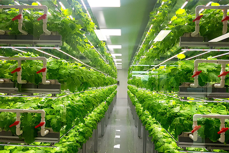 FoodTech Maine - background